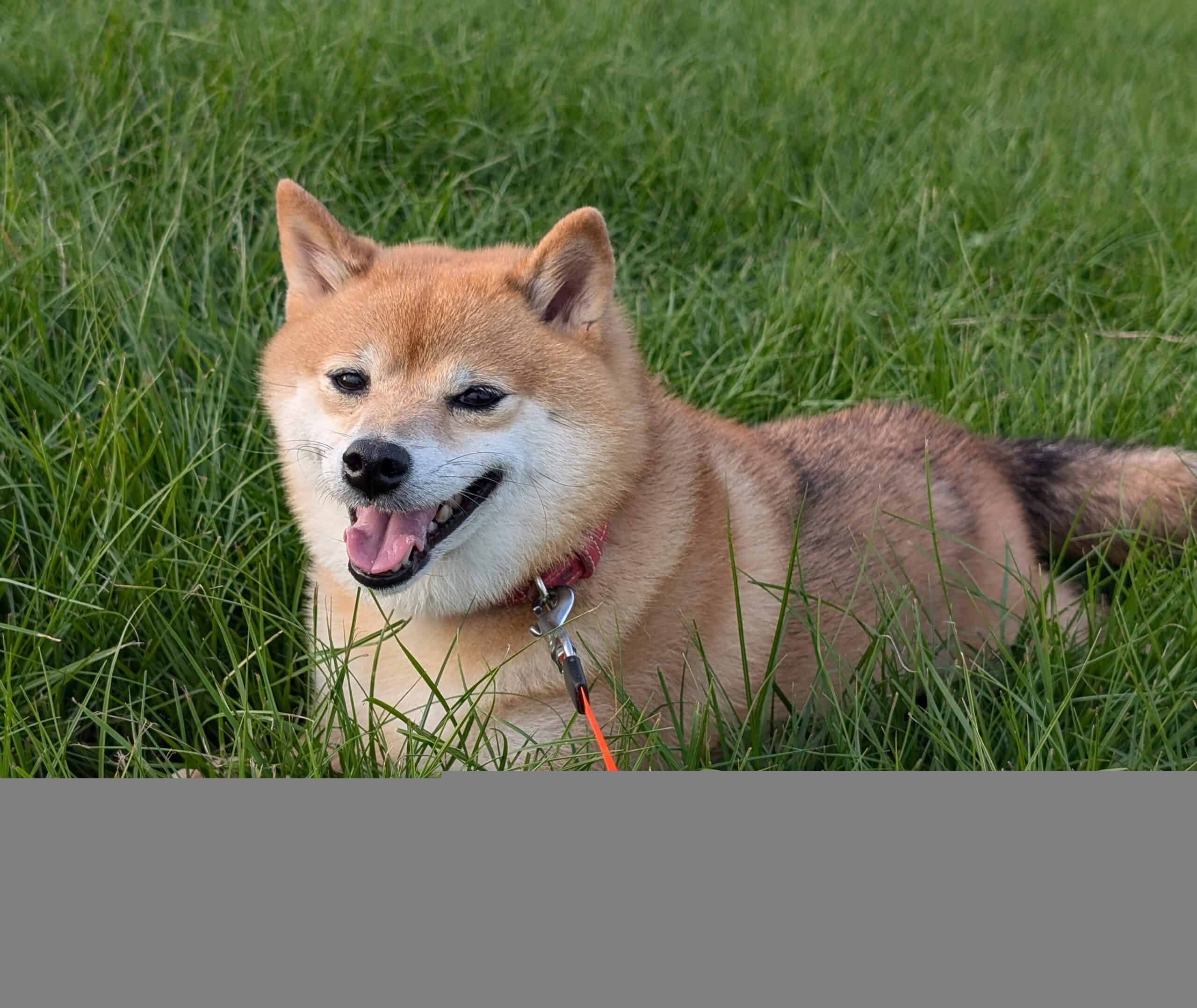 【中古】 わらのいぬ/文芸社/あいばくりす 中古】 わらのいぬ/文芸社/あいばくりす 中古】 わらのいぬ/文芸